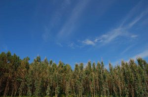 Trees and sky